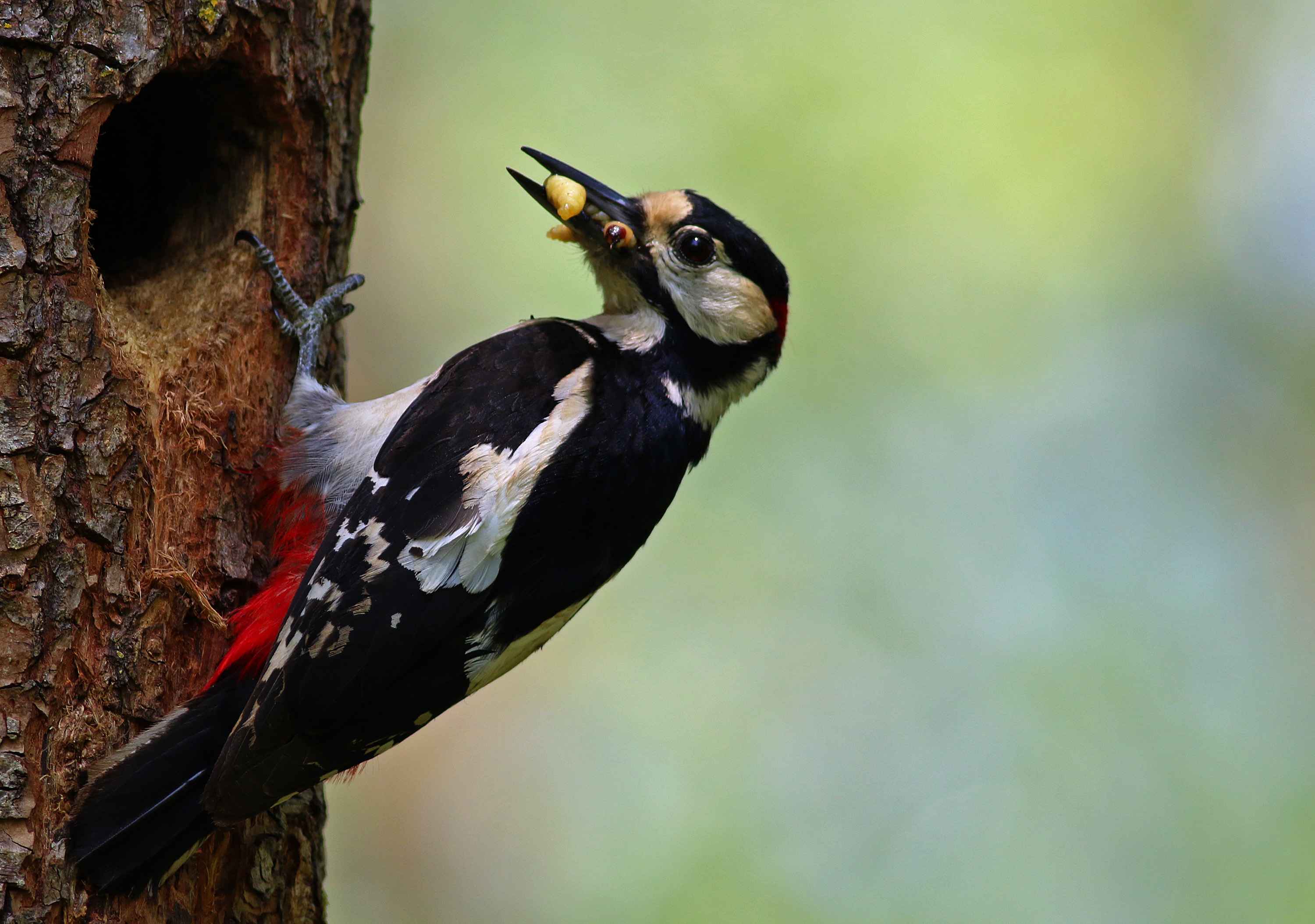 Great Spotted Woodpecker